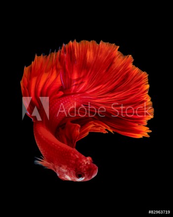 Picture of Red siamese fighting fish